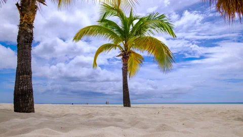 Palm trees on the Caribbean beach on a cloudy windy day, people stroll on t.. Stock Footage 234534463