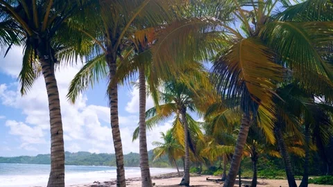 Palm trees on a caribbean beach Stock Footage 230153266