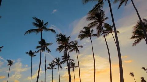Palm trees at Caribbean Stock Footage 97078706