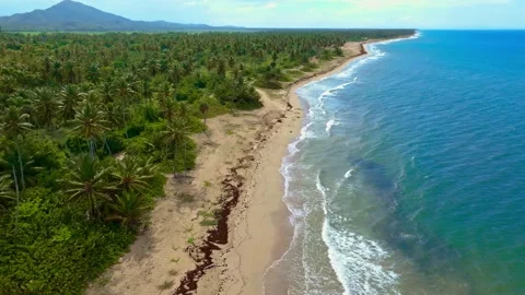 Palm trees in a Caribbean landscape. A trip to a tropical paradise. Stock Footage 344668366