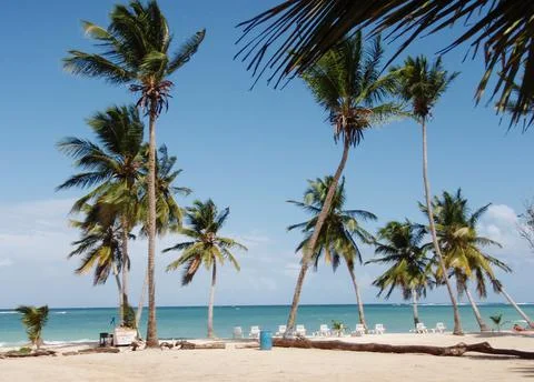 Palm trees in the Caribbean Stock Photos