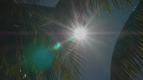 Palm trees in the caribbean swaying in the wind on sunny day 01 Video stock 100609079