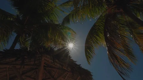 Palm trees in the caribbean swaying in the wind on sunny day 02 스톡 동영상 100609356