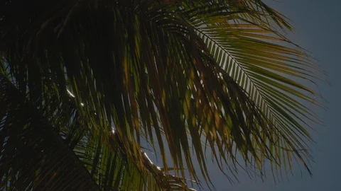 Palm trees in the caribbean swaying in the wind on sunny day 03 Stock Footage 100609956
