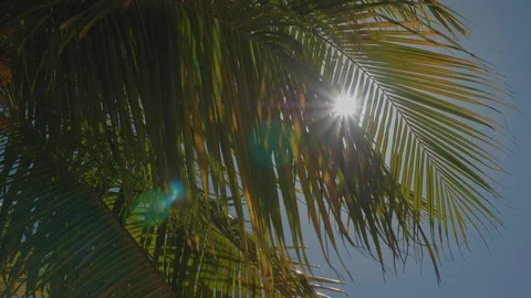 Palm trees in the caribbean swaying in the wind on sunny day 04 Stock Footage 100610104