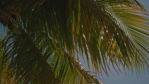 Palm trees in the caribbean swaying in the wind on sunny day 05 Video stock 100610652
