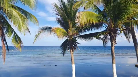 Palm trees in the Caribbeans. Video stock 263160014