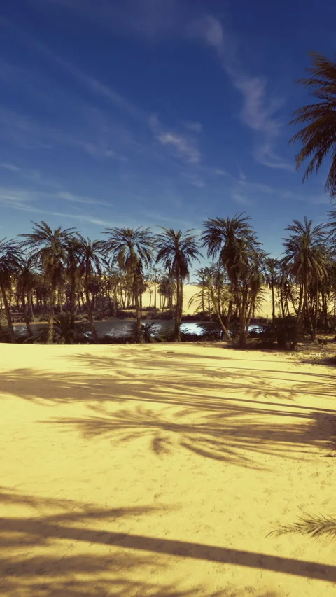 Palm trees cast shadows on sandy ground under blue sky in desert area Stock Footage 339941029