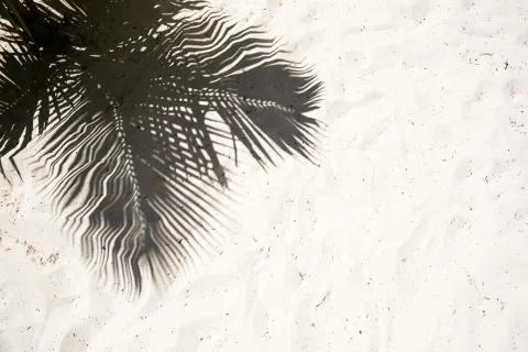 Palm trees cast shadows on the smooth golden sand of a remote tropical island Stock Photos