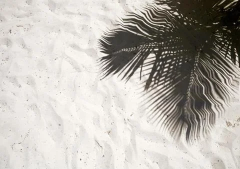 Palm trees cast shadows on the smooth golden sand of a remote tropical island Stock Photos