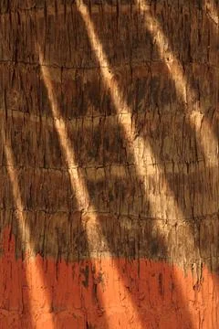 Palm trees cast shadows on tree Trunk. Creative Fine art Background. Stock Photos