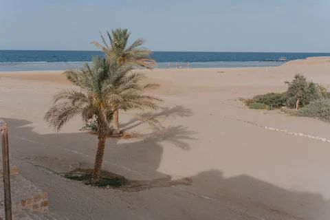 Palm trees casting shadows on a sandy beach in marsa alam, egypt Stock Photos