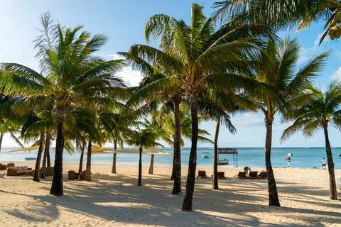 Palm trees casting shadows on tropical beach Stock Photos