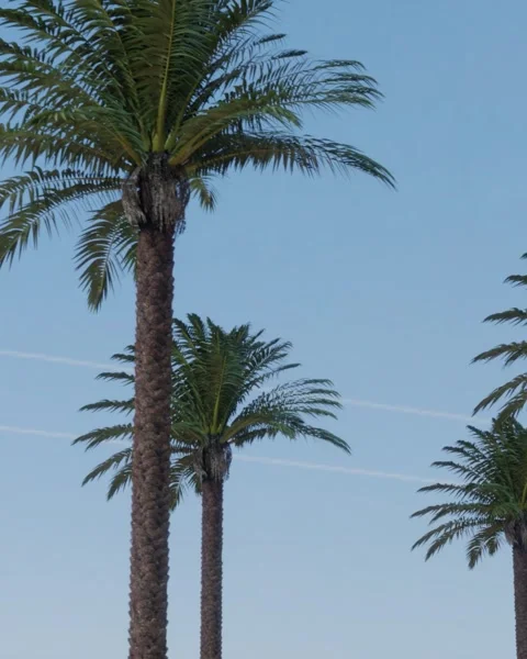 Palm trees on clear blue sky background ,looping animation Stock Footage 330866960