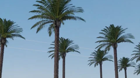 Palm trees on clear blue sky background ,looping animation Stock Footage 330867870