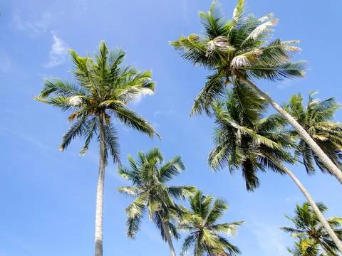 Palm trees in the clear blue sky Fotos de archivo
