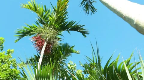 Palm Trees Clear Sky Tilt Down in the Bahamas 스톡 동영상 58845579
