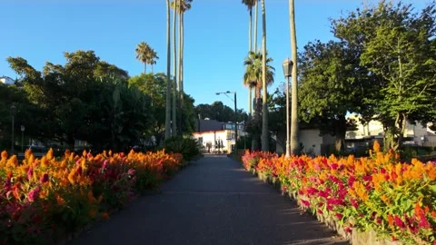 Palm trees in Clive Square, Napier, Hawkes Bay, New Zealand. Stock-Footage 270522433