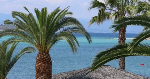 Palm trees from up close. Handheld shot Stock Footage 199273794