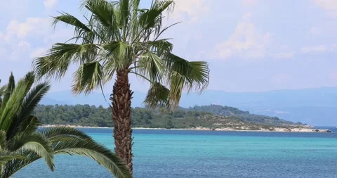 Palm trees from up close. Handheld shot Stock Footage 199273883