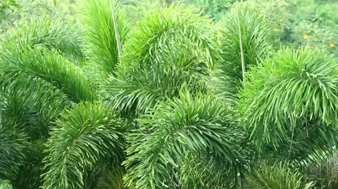 Palm Trees closeup Stock Footage 50514537