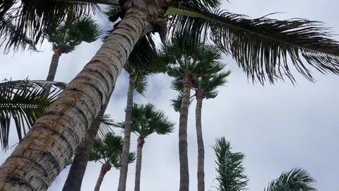 Palm Trees with Clouds and Wind Stock Footage 281076448