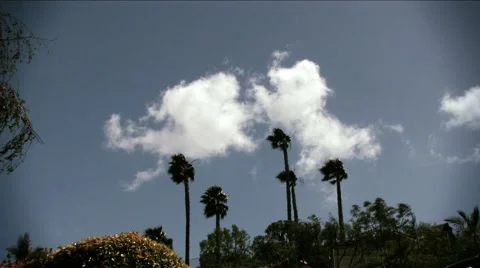 Palm trees clouds Stock Footage 1048715