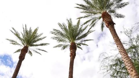 Palm trees with clouds Stock Footage 80175543