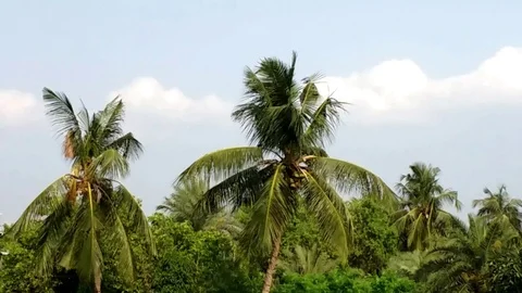 Palm Trees &amp; Clouds Stock Footage 108833455