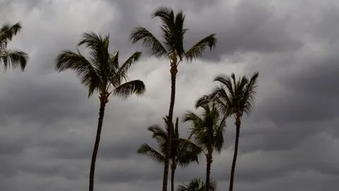 Palm Trees with Clouds Stock Photos