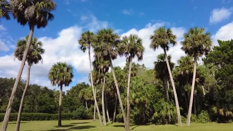 Palm trees cloudy blue skies Vídeo Stock 254828003