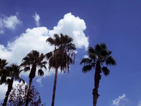 Palm trees with cloudy blue sky Stock Photos