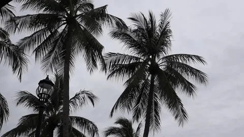 Palm trees on a cloudy day Stock Footage 339618882