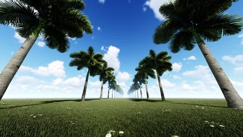 Palm Trees With Cloudy Sky Video stock 107271303