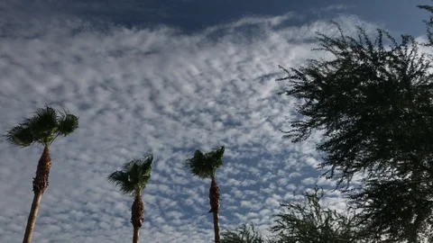 Palm Trees With Cloudy Sky IMG 1427 Stock Footage 93050055