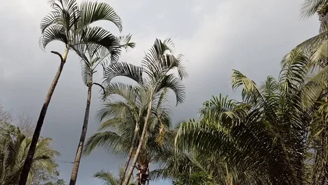 Palm Trees Cloudy Sky Philippines Steady Cam Stock Footage 120907670