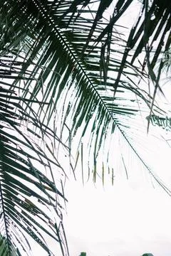 Palm Trees Cloudy Sky Stock Photos