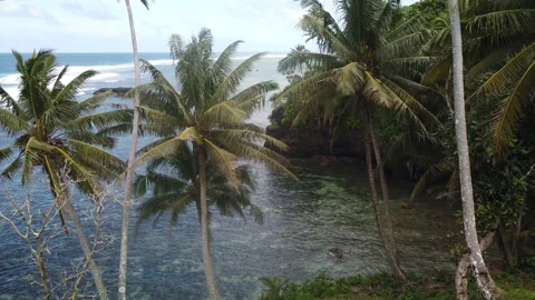 Palm trees on the coast in Samoa swaying in the wind in slow motion Stock Footage 131791145