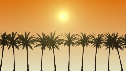 Palm trees on coastal road loop Stock Footage 83435481