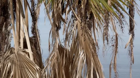 PALM TREES ON THE COASTLINE Stock Footage 256233000