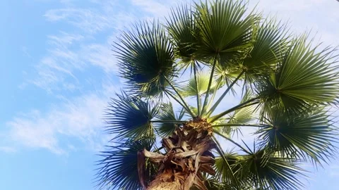 Palm trees, coconut trees, tropical plants, blue sky, and white clouds in summer Stock Footage 267186713