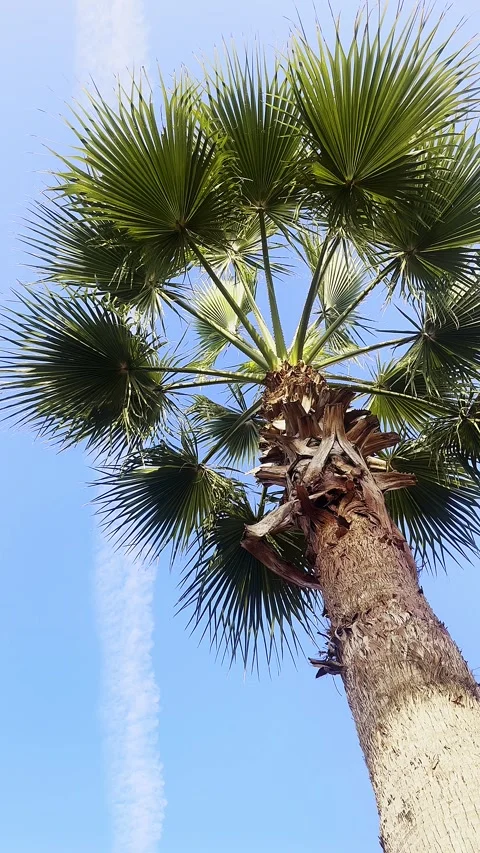 Palm trees, coconut trees, tropical plants, blue sky, and white clouds in summer Stock Footage 267186736