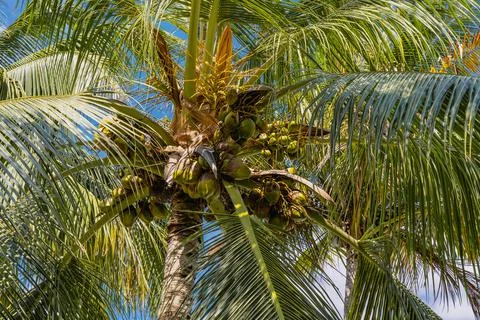 Palm trees with coconuts against blue sky. Tropical trees on island, blue sky as Stock Photos