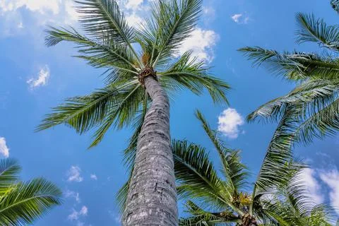 Palm trees with coconuts against blue sky. Tropical trees on island, blue sky as Stock Photos