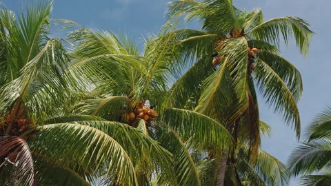 Palm trees with coconuts against a clear blue sky in Costa Rica. 库存影片 336058949