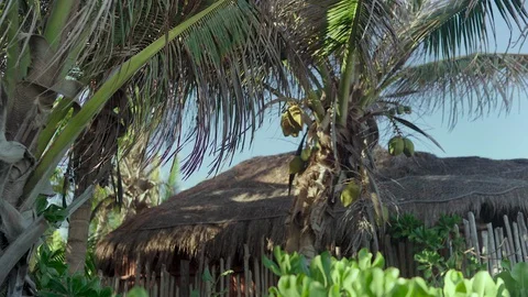 Palm trees with coconuts on a hut background. Stock-Footage 128945934