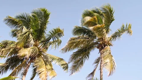 Palm trees with coconuts moving in the wind Stock Footage 178044223