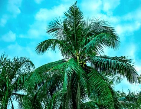 Palm trees with coconuts Stock Photos