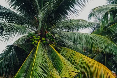 Palm trees with coconuts Sri Lanka Stock Photos