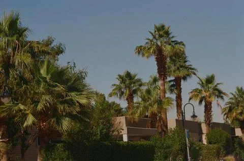 Palm trees on compound in Riyadh Saudi Arabia on 35mm Fotos de archivo